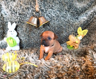 Chiot N°4