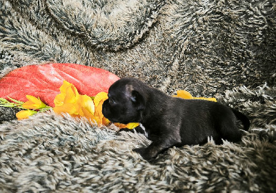 CHIOT 2