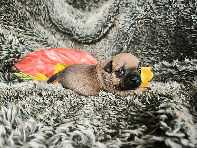 CHIOT 3