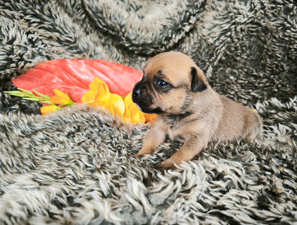 Of Secret's Sources - Chiots disponibles - Staffordshire Bull Terrier