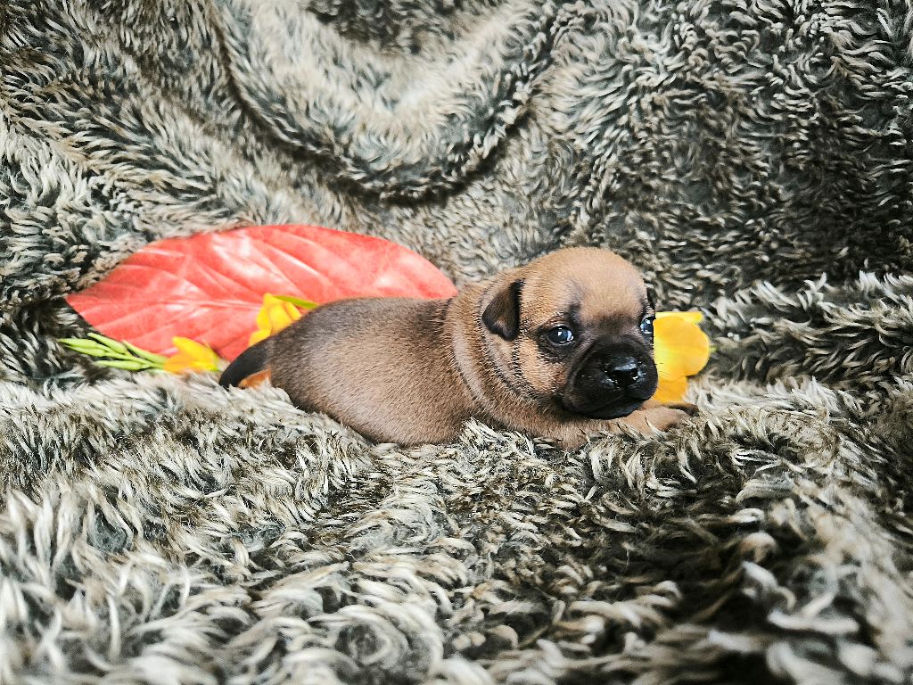 Of Secret's Sources - Chiots disponibles - Staffordshire Bull Terrier